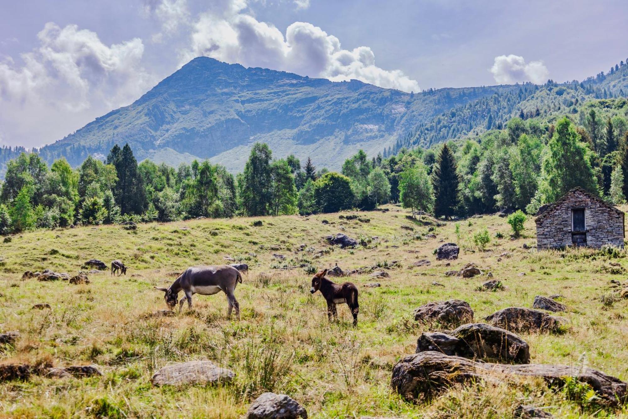 Rifugio Parpinasca Vandrarhem Trontano Exteriör bild